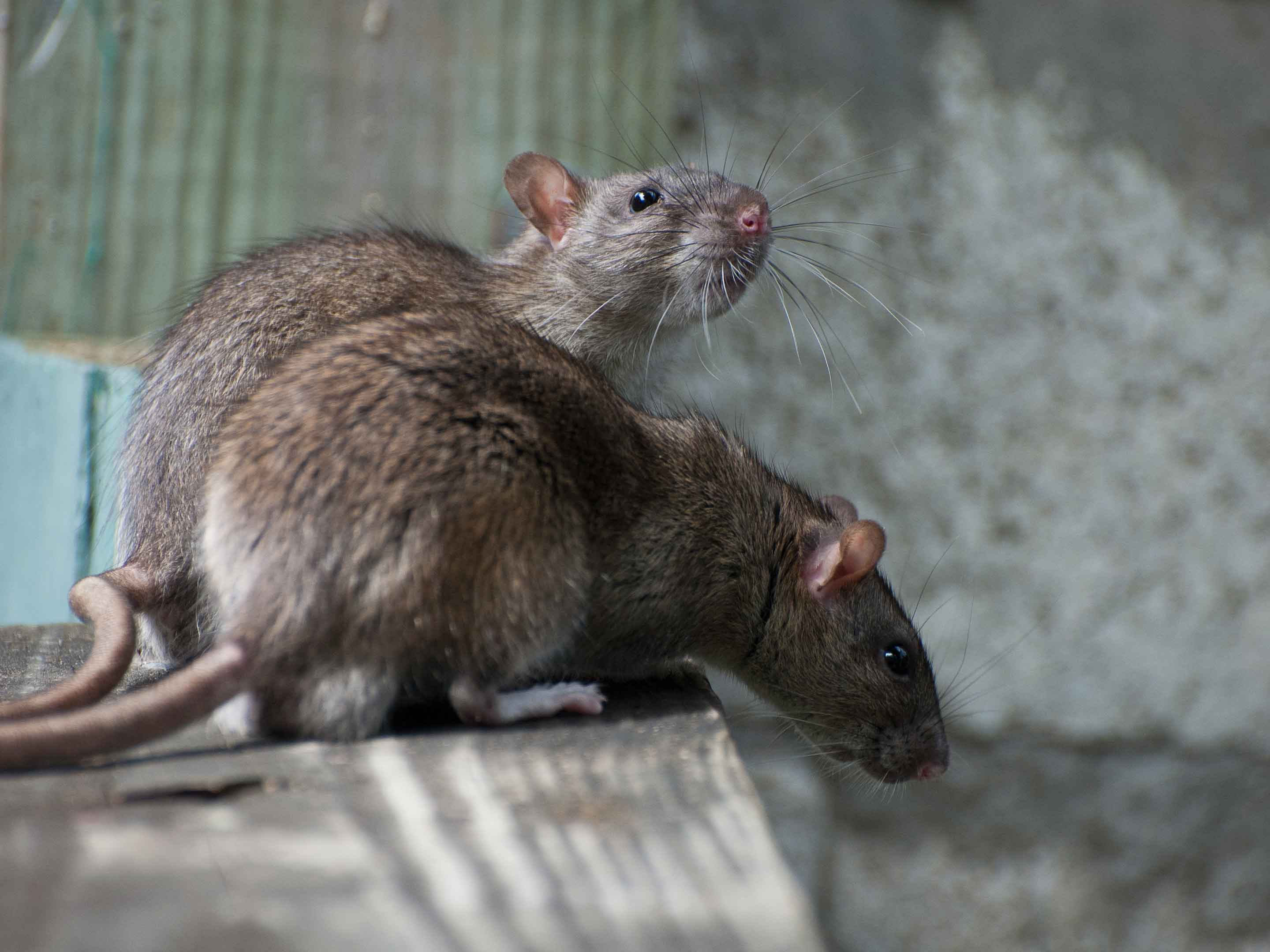 Ratto