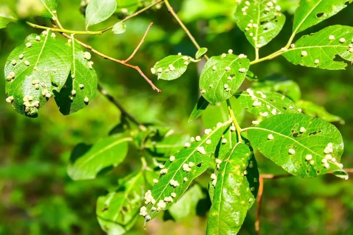 Proteggere il giardino dagli insetti: strategie efficaci